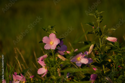 flowers in the garden