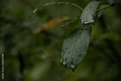 rain on leafe