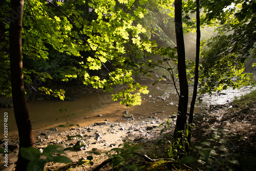 forest in autumn