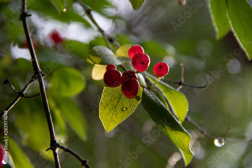 branch of tree with fruits and leaves