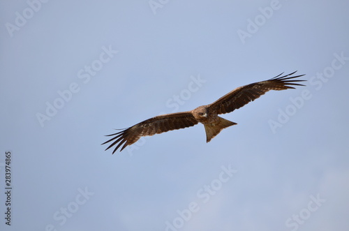 flying black kite in blue sky  Milvus migrans