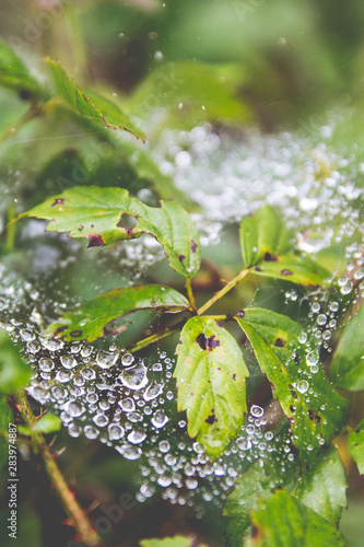 Water Droplets on Leaf