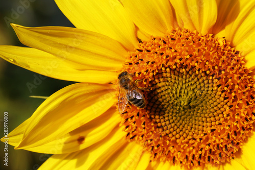 A bee sitting on a flower and collecting nectar