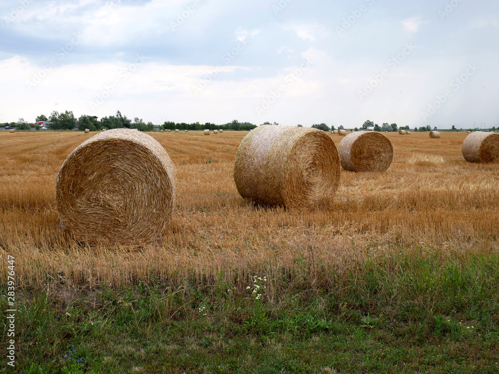 cylindrical bales of straw