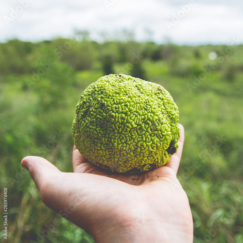 Green Fruit