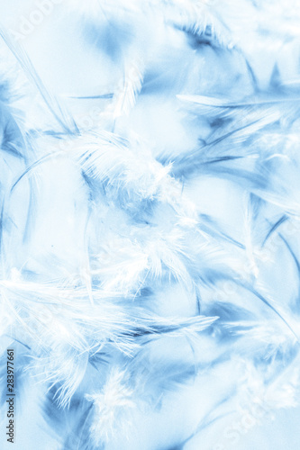 Beautiful abstract texture close up color white purple and blue feathers background and wallpaper © Weerayuth