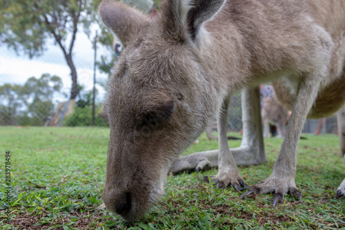 cute Kangaroo Baby is eating gras - closeup, queensland, australia