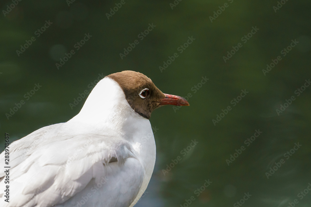 Black-headed gull (Chroicocephalus ridibundus) Black-headed gull (Chroicocephalus ridibundus)