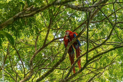 Scarlet Macaw (Ara macao) taken in Costa Rica