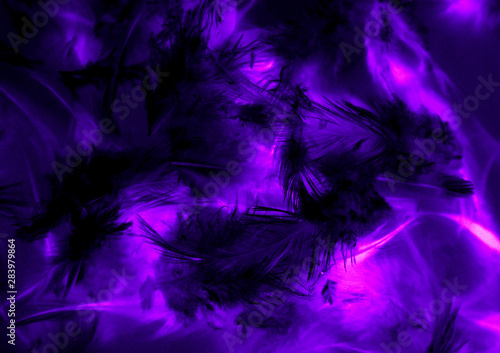 Fototapeta Naklejka Na Ścianę i Meble -  Beautiful abstract texture close up color black purple and pink feathers background and wallpaper