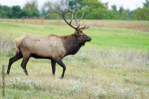 Bull Elk or wapiti in open meadow
