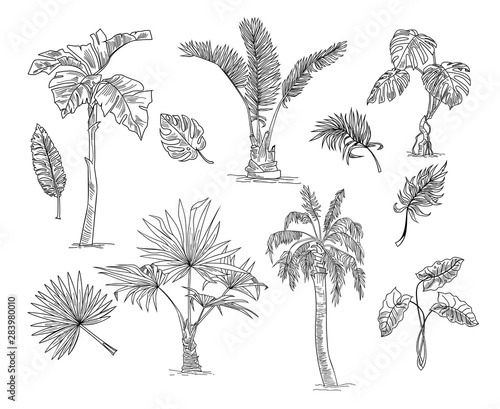 Palm tree sketch set