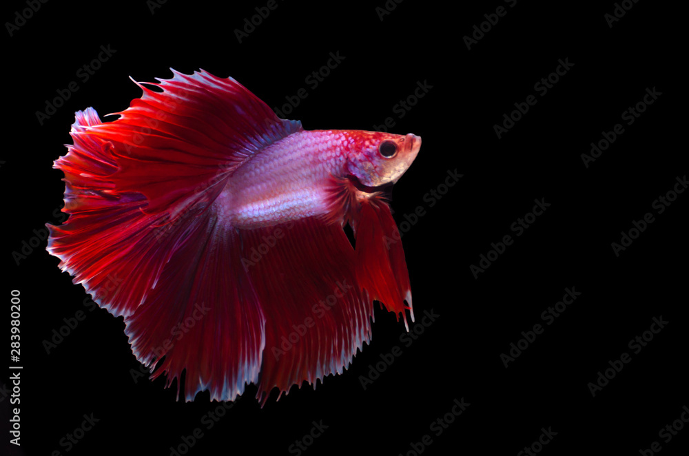 Isolated Double fan tail Betta Isolated Double fan tail Betta