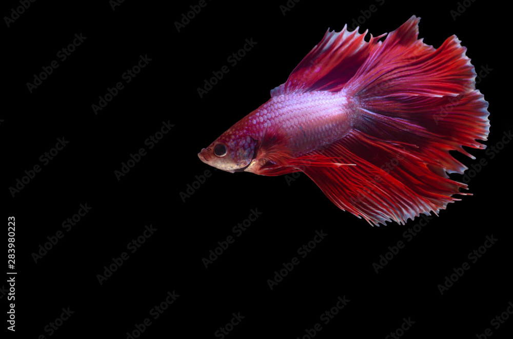 Isolated Double fan tail Betta Isolated Double fan tail Betta