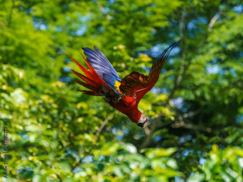 Scarlet Macaw (Ara macao) taken in Costa Rica © Chris