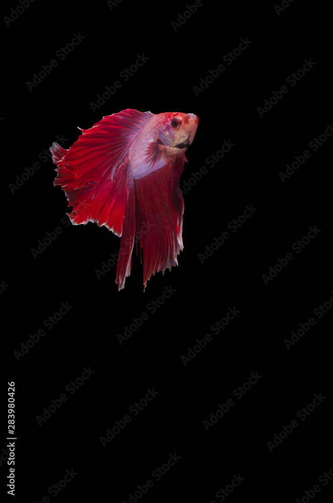 Fototapeta premium Isolated Double fan tail Betta