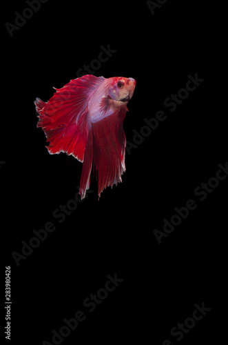 Isolated Double fan tail Betta © MedleyofPhotography