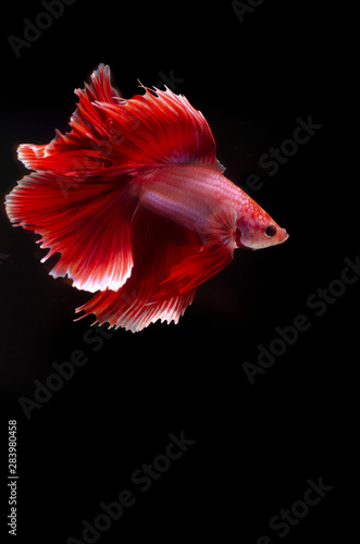 Isolated Double fan tail Betta