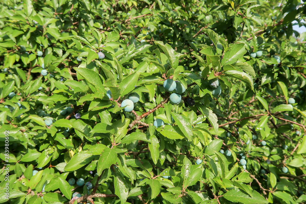 Blackthorn bush (Prunus spinosa) with unripe fruit in summer Blackthorn bush (Prunus spinosa) with unripe fruit in summer