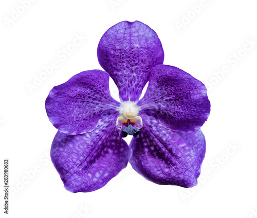 Purple orchid flower isolated on white background