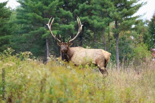 Large bull elk standing board side with head turned to look directly at camera