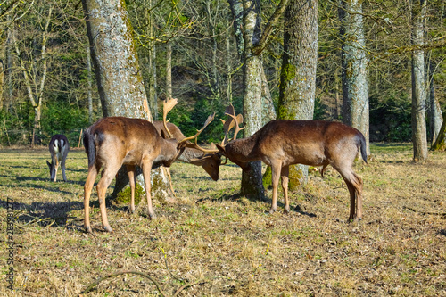Three deer fight for the ranking.  Fallow deer 