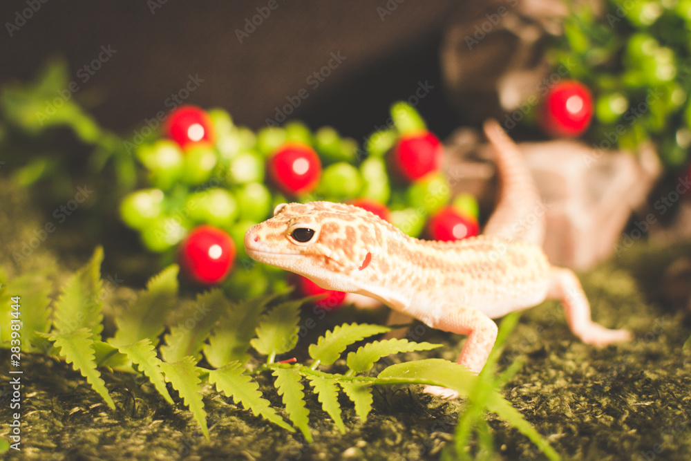 lizard with fruits