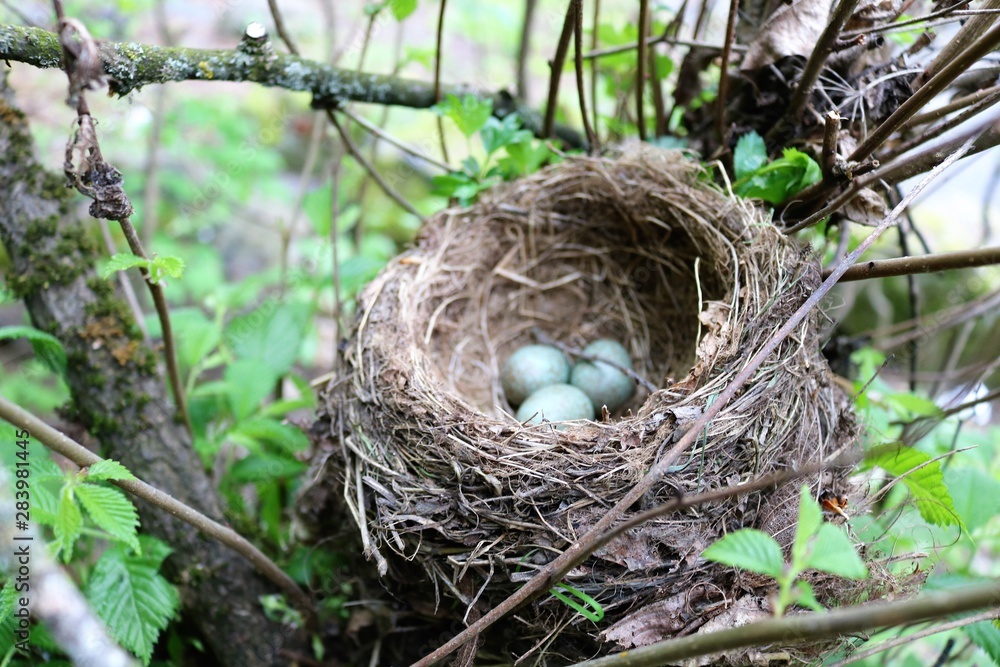 new, birds, life, egg, wild, animal, closeup, brown, nest, tree, nature, natural, green, wildlife, bird, leaves, spring, young, forest, small, sunlight,  nestling, hungry, summer, bright, beak, baby, 