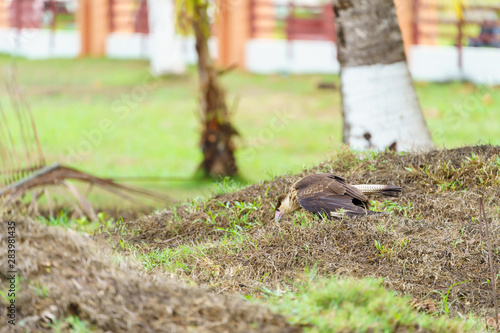 Crested Caracara (Caracara plancus), taken in Costa Rica