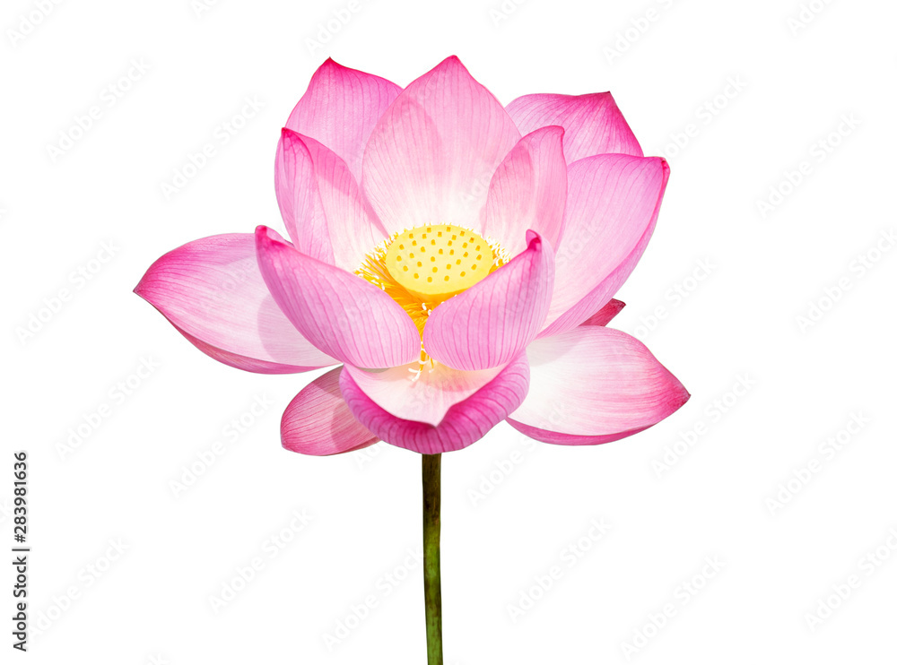 Lotus flower isolated on white background. File contains with clipping path so easy to work.Lotus flower isolated on white background. File contains with clipping path so easy to work.