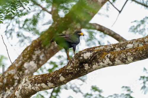 Common Black Hawk (Buteogallus anthracinus), taken in Costa Rica photo