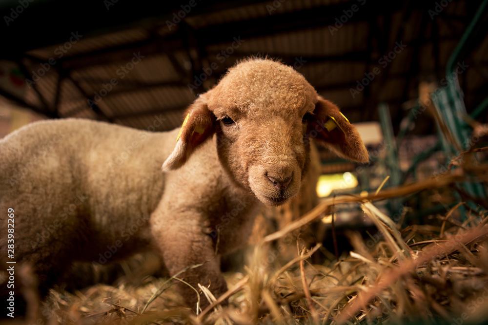 The baby sheep watches in the camera while it is in a stable on an animal farm. The baby sheep watches in the camera while it is in a stable on an animal farm.