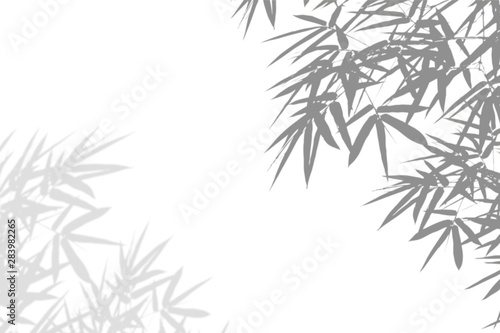 Bamboo leaves shadow blurred on white wall Background. Abstract nature pattern. Blank copy space.