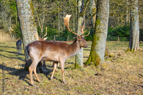 Imposing deer basks in the forest clearing, (fallow deer) © Composer