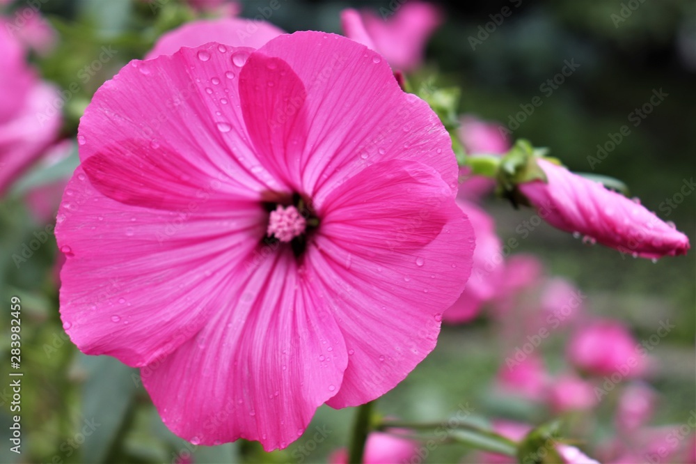 bright pink flower after rain bright pink flower after rain