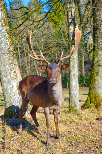 Imposing deer basks in the forest clearing, (fallow deer)