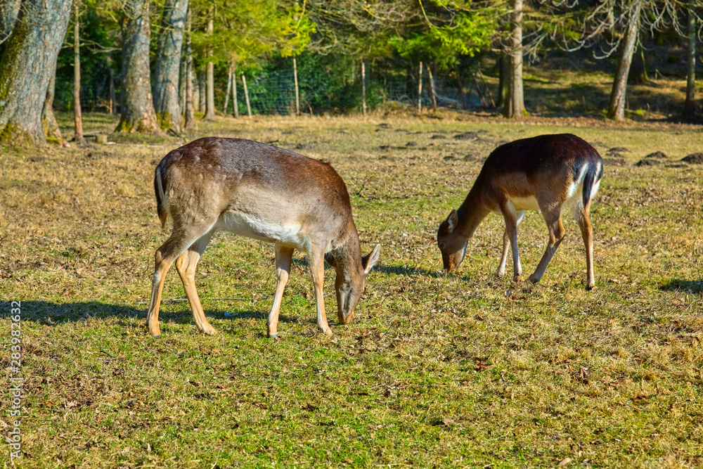 Doe in the autumn on the forest glade.