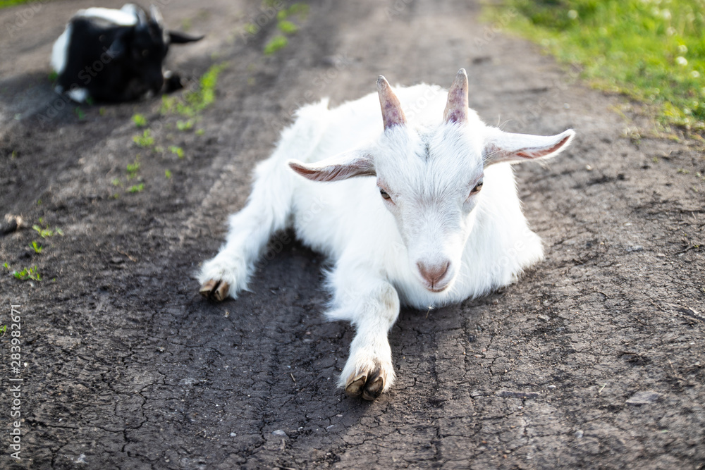 Newborn white baby goat lying in grass Newborn white baby goat lying in grass