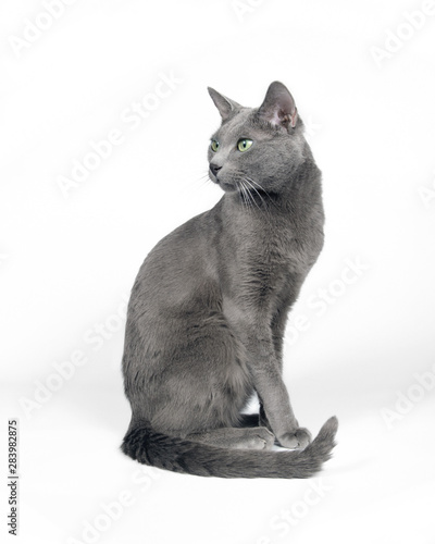 Russian blue cat 4