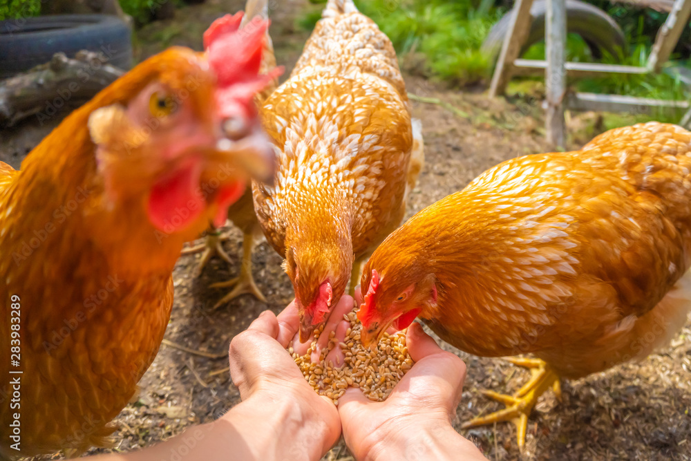 Hens eating from hands, POV image hen party feeding domestic