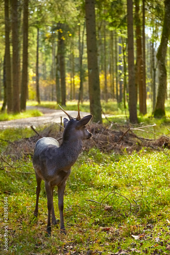 Young curious fallow deer on the forest glade. © Composer
