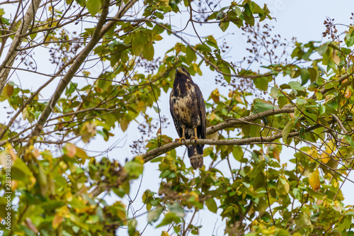 Common Black Hawk  Buteogallus anthracinus   taken in Costa Rica