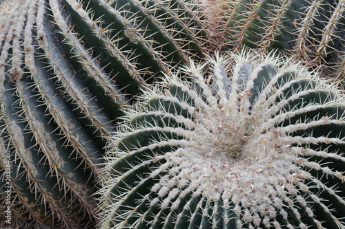 Close up Cactus photo