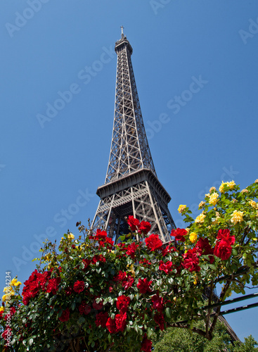 Blooming roses on the background of the Eiffel tower