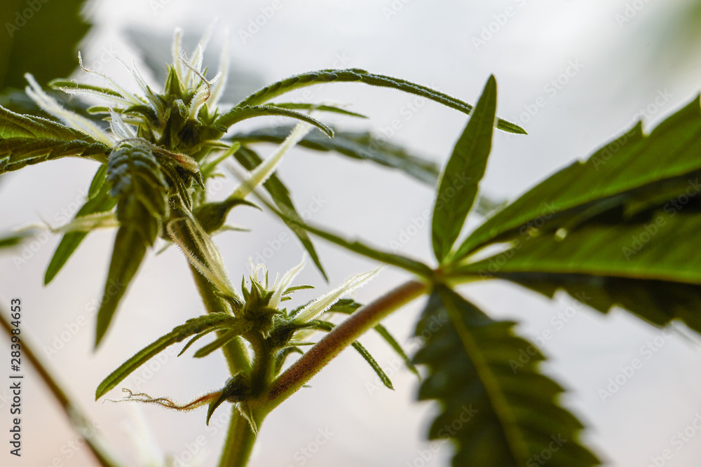 Fototapeta premium Macro photo of cones of marijuana plants, weed or cannabis in pots at home on the windowsill of the house on the backdrop of the blinds, selective focus
