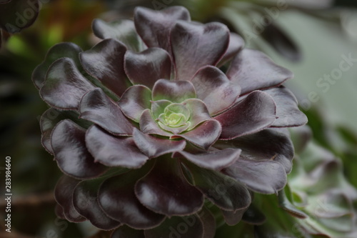 Close up Succulent Plant photo