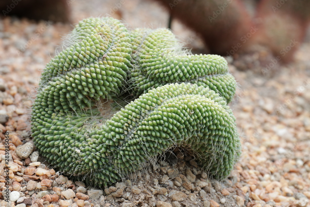 Close up Green cactus Close up Green cactus