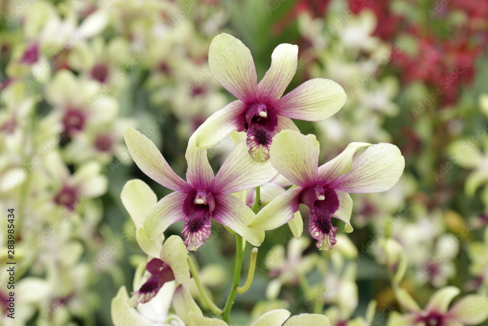 Fototapeta premium pink and white orchids