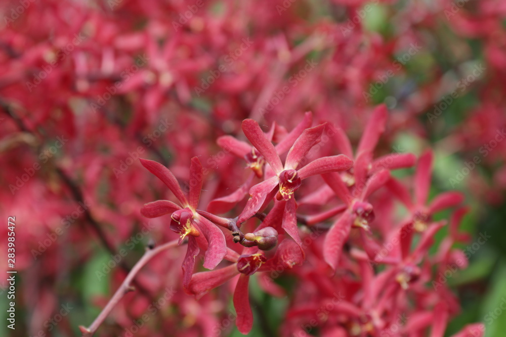 Close up Red Orchid, Ambience Flowers Aranthera Azimah Close up Red Orchid, Ambience Flowers Aranthera Azimah