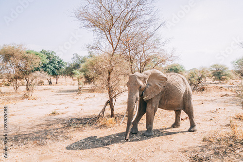 african elephants in tanzania on safari